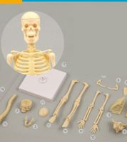 لعبة ووسيلة لتركيب الهيكل العظمي للانسان