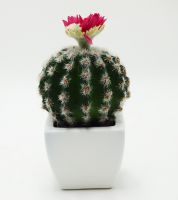 قوار ورد صبار  فوقه وردة 916624