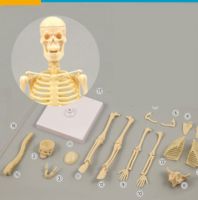 لعبة ووسيلة لتركيب الهيكل العظمي للانسان